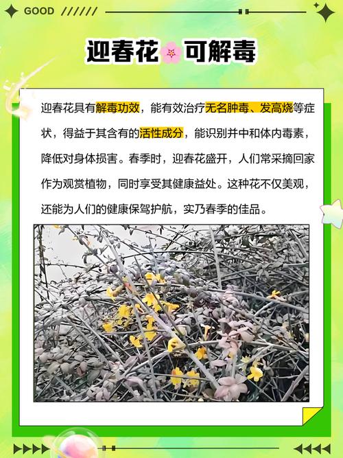 迎春花的功效和作用？迎春花的功效和作用图片？
