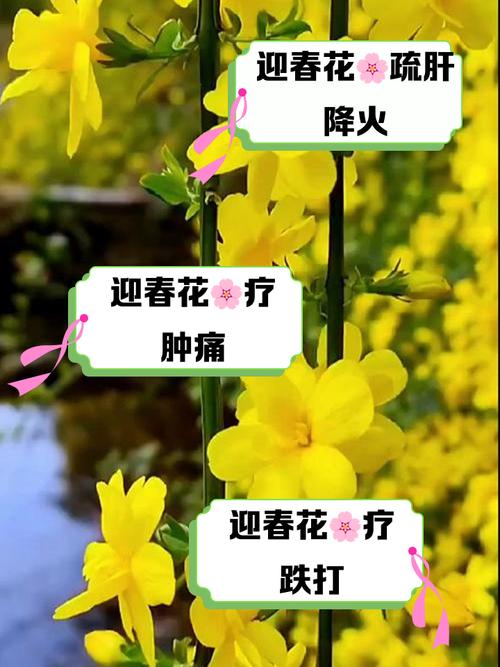 迎春花的功效和作用？迎春花的功效和作用图片？-第2张图片-优品飞百科