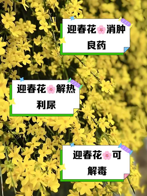 迎春花的功效和作用？迎春花的功效和作用图片？-第3张图片-优品飞百科
