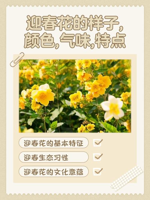 迎春花的功效和作用？迎春花的功效和作用图片？-第4张图片-优品飞百科