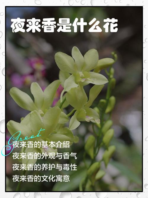 夜来香的功效和作用？夜来香的功效和作用禁忌？-第2张图片-优品飞百科
