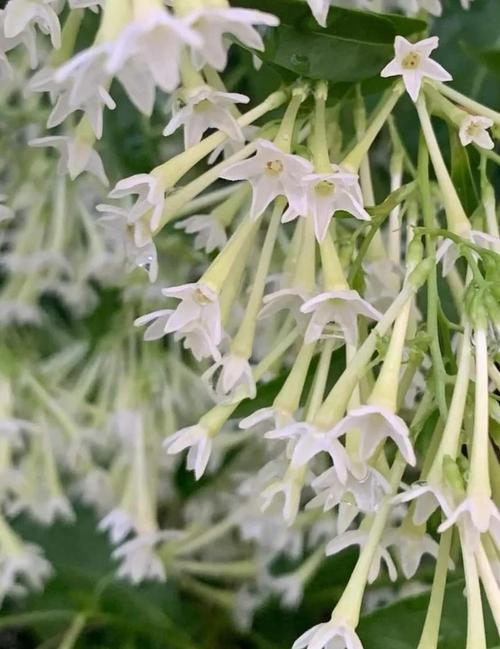 夜来香的功效和作用？夜来香的功效和作用禁忌？-第4张图片-优品飞百科