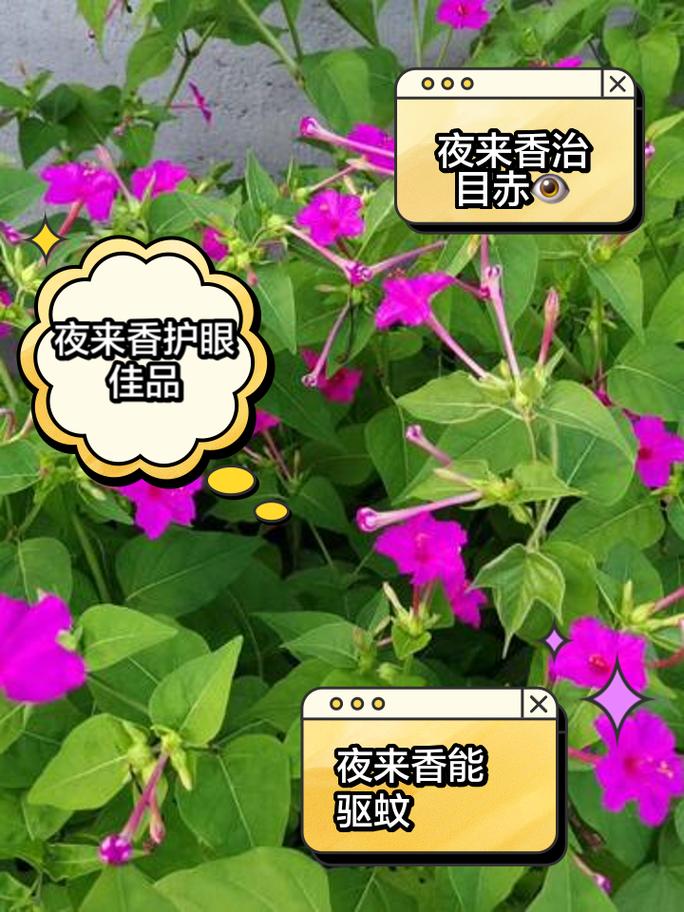 夜来香的功效和作用？夜来香的功效和作用禁忌？-第5张图片-优品飞百科