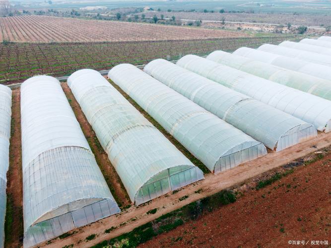 未来10大暴利种植？未来10大暴利种植果树？-第1张图片-优品飞百科