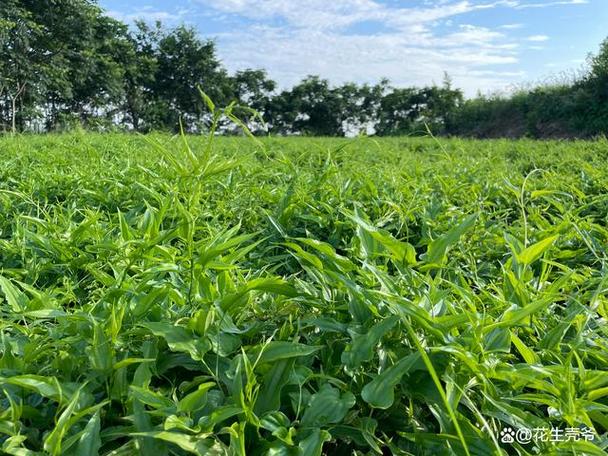 未来10大暴利种植？未来10大暴利种植果树？-第4张图片-优品飞百科