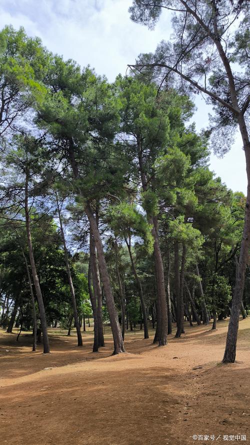 未来10大暴利种植？未来10大暴利种植果树？-第6张图片-优品飞百科