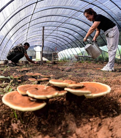 未来10大暴利种植？未来10大暴利种植果树？-第5张图片-优品飞百科