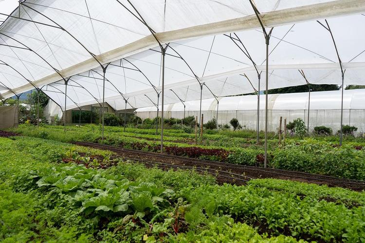 未来10大暴利种植？未来10大暴利种植果树？-第7张图片-优品飞百科