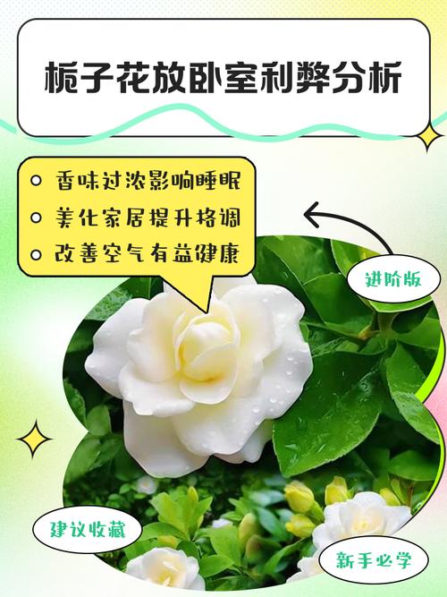 栀子花可以放在卧室吗，栀子花可以放在卧室吗晚上的时候？-第1张图片-优品飞百科