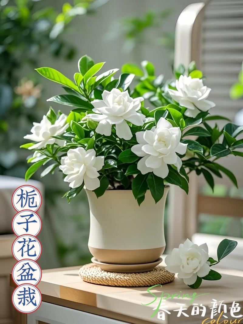 栀子花可以放在卧室吗，栀子花可以放在卧室吗晚上的时候？-第2张图片-优品飞百科