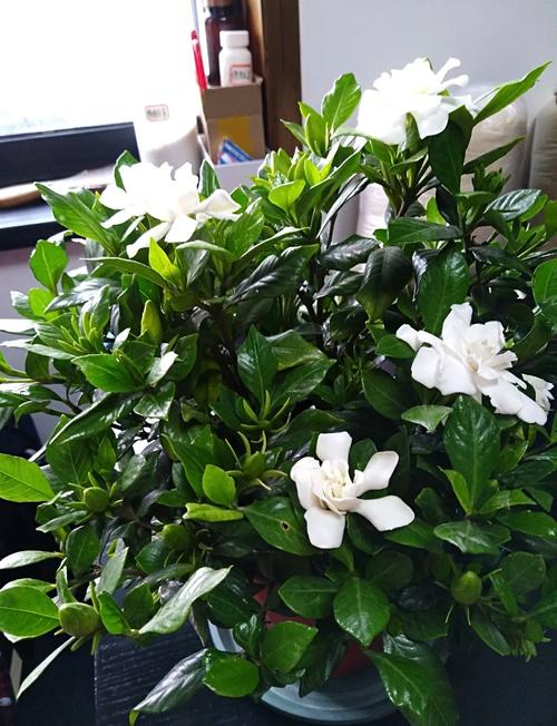 栀子花可以放在卧室吗，栀子花可以放在卧室吗晚上的时候？-第3张图片-优品飞百科