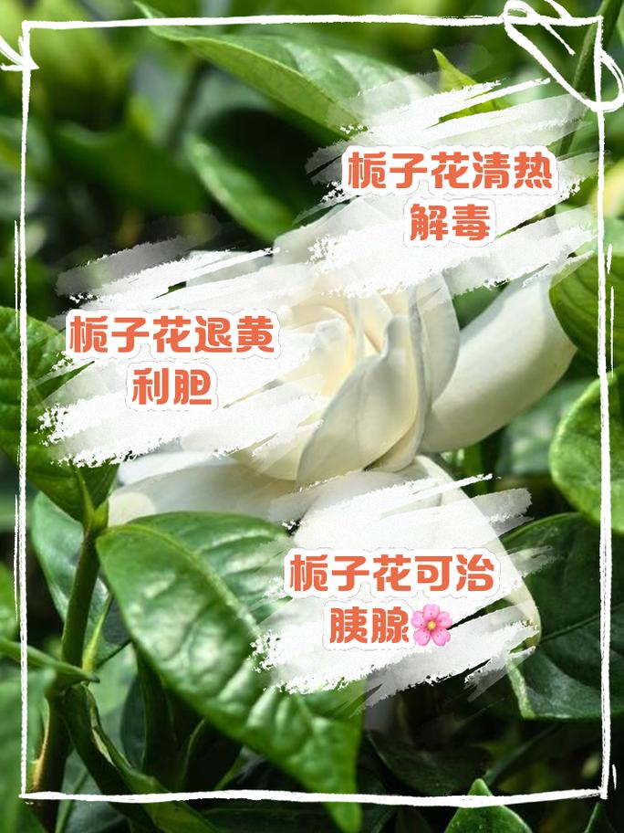 栀子花可以放在卧室吗，栀子花可以放在卧室吗晚上的时候？-第4张图片-优品飞百科