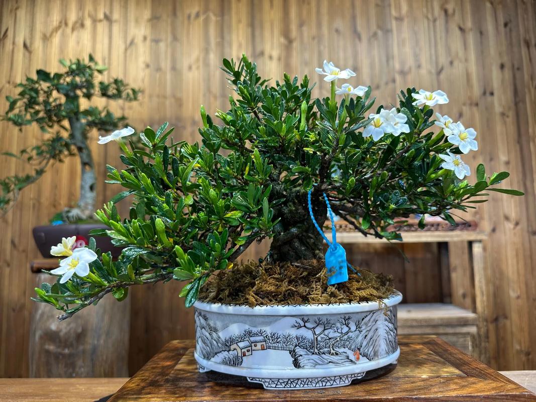 栀子花可以放在卧室吗，栀子花可以放在卧室吗晚上的时候？-第5张图片-优品飞百科