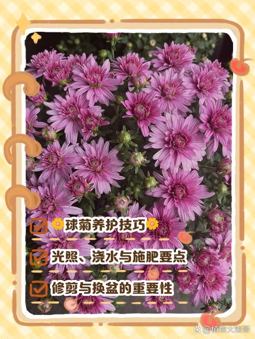 球菊的养殖方法，球菊怎么养能爆盆，球菊怎么养?？-第1张图片-优品飞百科