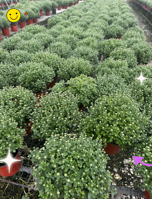 球菊的养殖方法，球菊怎么养能爆盆，球菊怎么养?？-第3张图片-优品飞百科