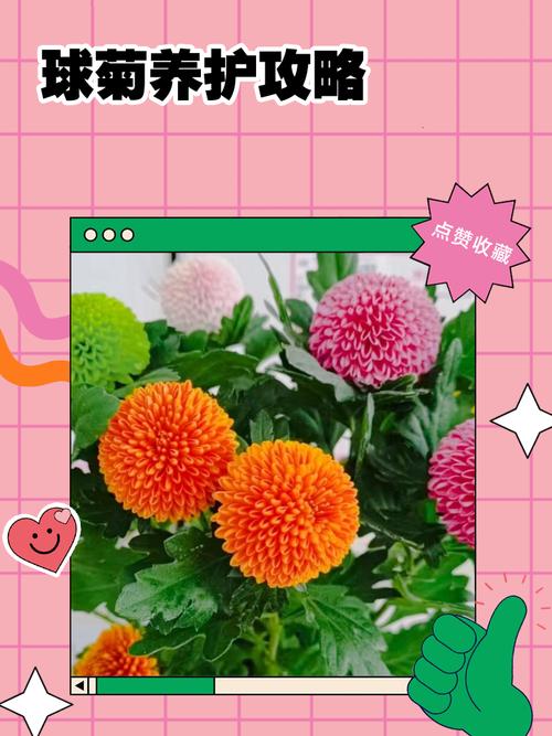 球菊的养殖方法，球菊怎么养能爆盆，球菊怎么养?？-第4张图片-优品飞百科