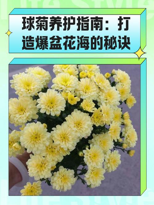 球菊的养殖方法，球菊怎么养能爆盆，球菊怎么养?？-第5张图片-优品飞百科