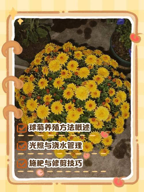 球菊的养殖方法，球菊怎么养能爆盆，球菊怎么养?？-第6张图片-优品飞百科