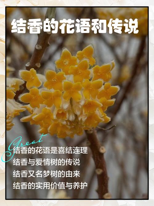 结香的花语和传说？结香花语是什么意思？-第1张图片-优品飞百科