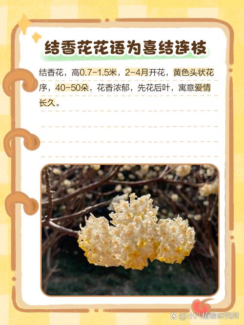 结香的花语和传说？结香花语是什么意思？-第2张图片-优品飞百科