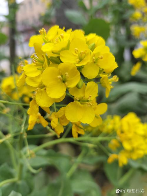 结香的花语和传说？结香花语是什么意思？-第3张图片-优品飞百科