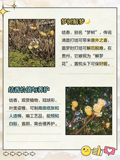 结香的花语和传说？结香花语是什么意思？-第4张图片-优品飞百科