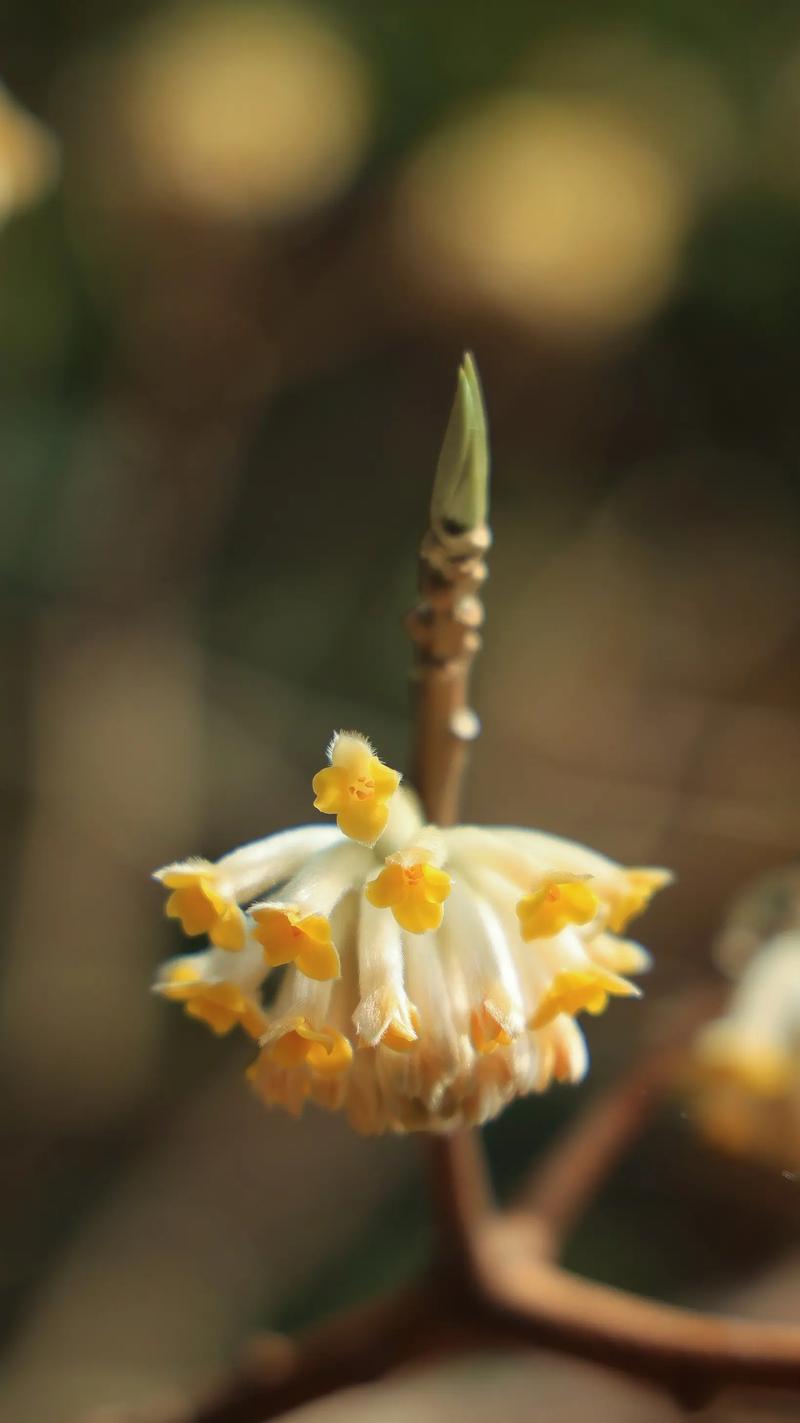 结香的花语和传说？结香花语是什么意思？-第5张图片-优品飞百科