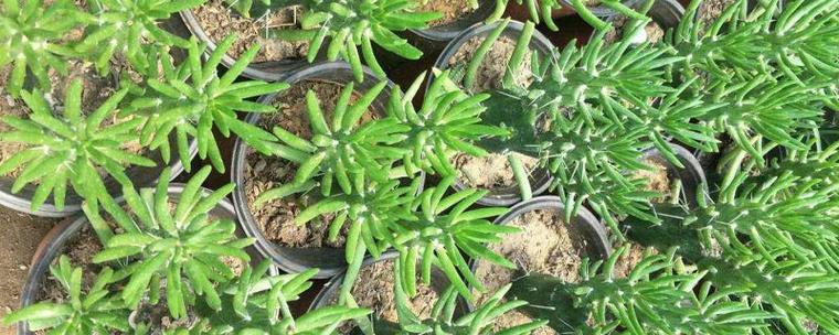 将军棒的作用，将军棒的作用与用途