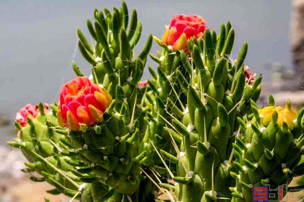 将军棒的作用，将军棒的作用与用途-第2张图片-优品飞百科