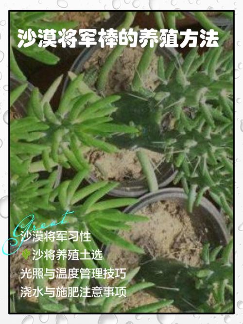 将军棒的作用，将军棒的作用与用途-第3张图片-优品飞百科