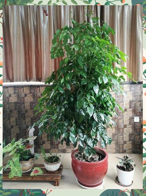 将军棒的作用，将军棒的作用与用途-第5张图片-优品飞百科