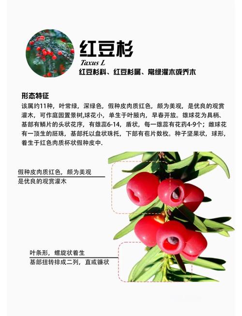 红豆杉有毒吗，红豆杉有毒吗?不能吃吗?-第2张图片-优品飞百科