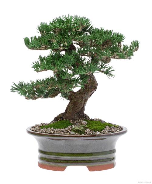 红豆杉有毒吗，红豆杉有毒吗?不能吃吗?-第4张图片-优品飞百科