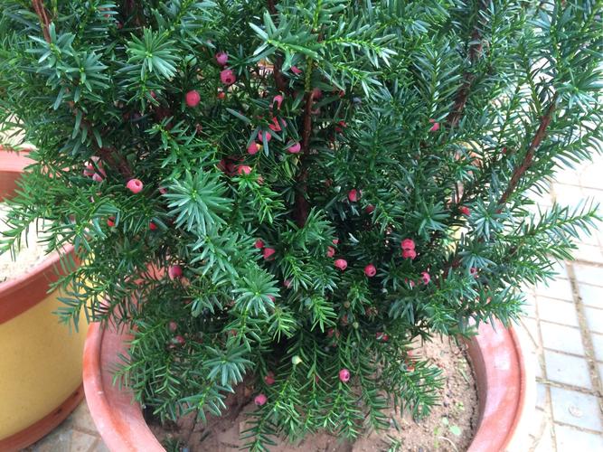 红豆杉有毒吗，红豆杉有毒吗?不能吃吗?-第5张图片-优品飞百科