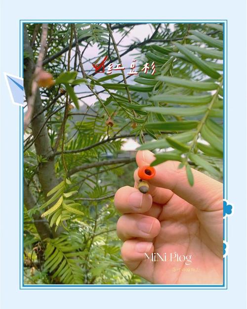 红豆杉有毒吗，红豆杉有毒吗?不能吃吗?-第6张图片-优品飞百科