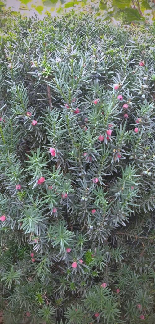 红豆杉有毒吗，红豆杉有毒吗?不能吃吗?-第7张图片-优品飞百科