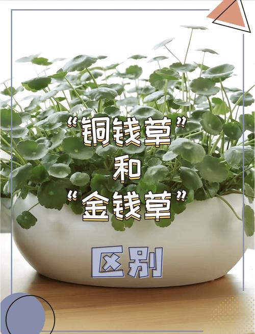 铜钱草是金钱草吗，铜钱草与金钱草的区别，铜钱草与金钱草的区别功效