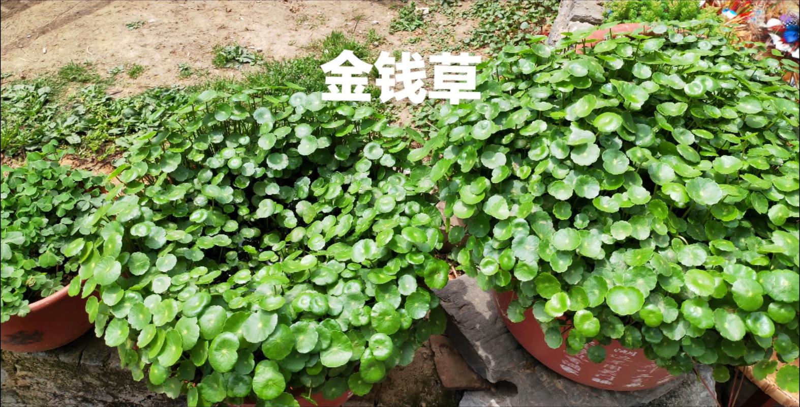 铜钱草是金钱草吗，铜钱草与金钱草的区别，铜钱草与金钱草的区别功效-第2张图片-优品飞百科
