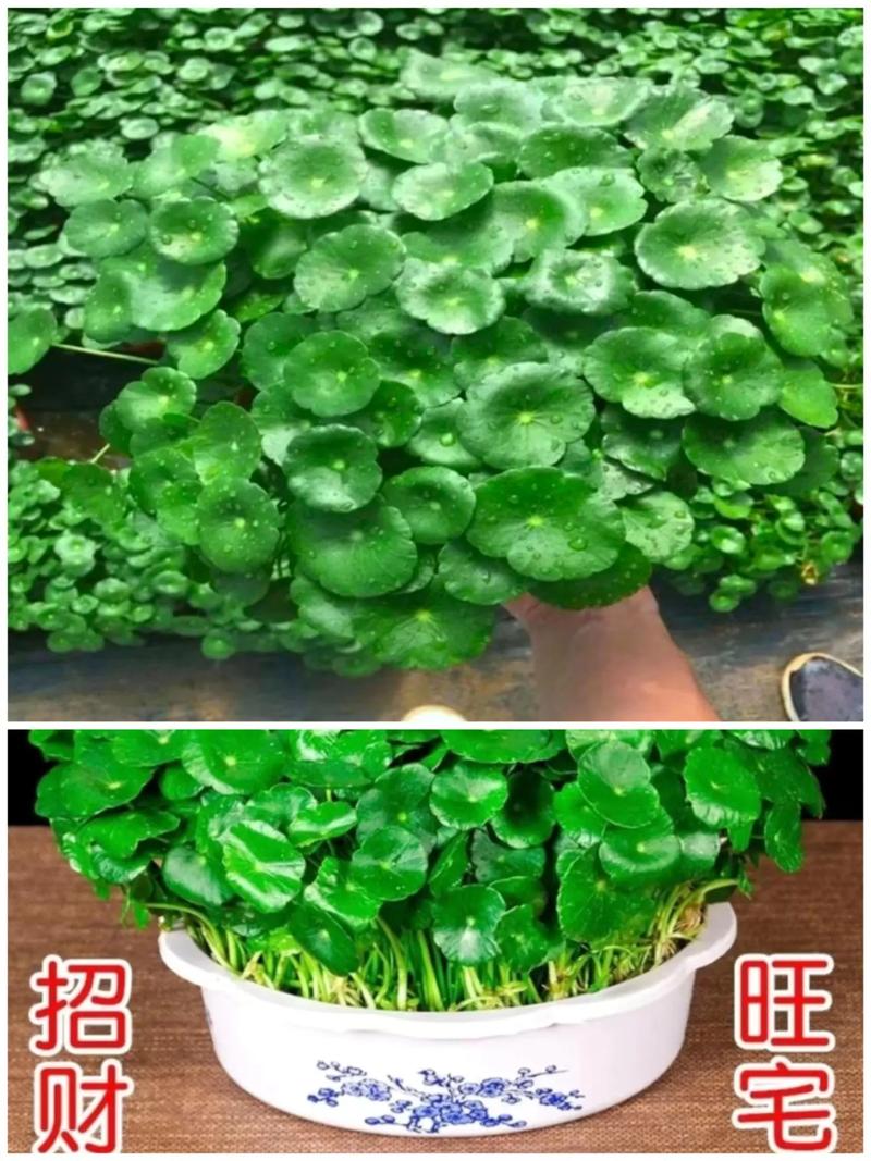 铜钱草是金钱草吗，铜钱草与金钱草的区别，铜钱草与金钱草的区别功效-第3张图片-优品飞百科