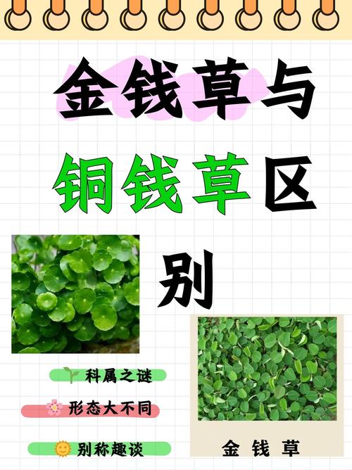 铜钱草是金钱草吗，铜钱草与金钱草的区别，铜钱草与金钱草的区别功效-第4张图片-优品飞百科