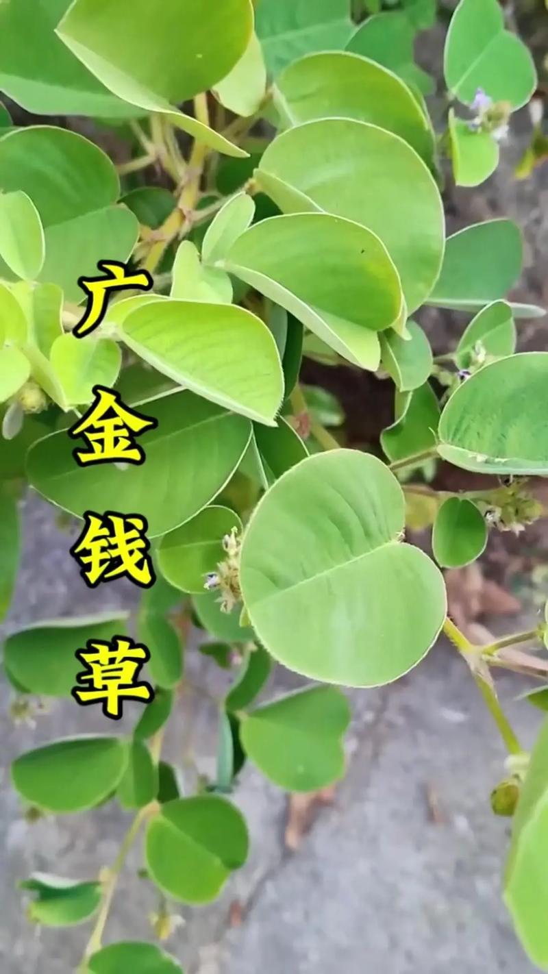 铜钱草是金钱草吗，铜钱草与金钱草的区别，铜钱草与金钱草的区别功效-第5张图片-优品飞百科