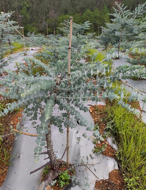 尤加利叶花语，尤加利叶花语是什么意思？