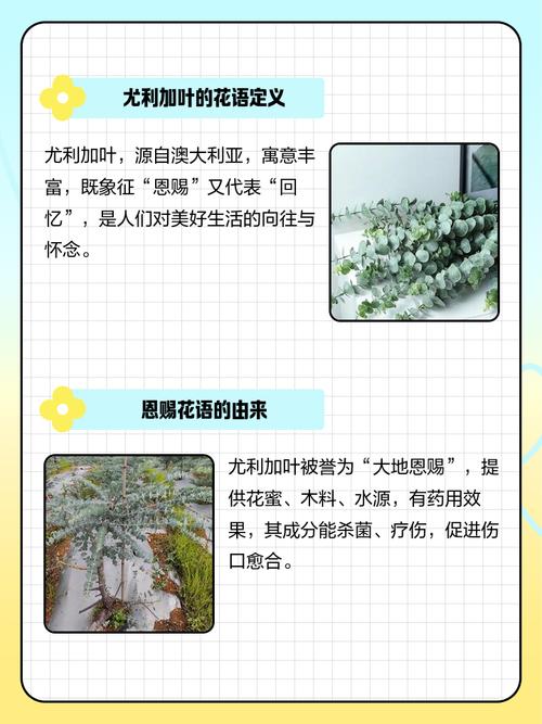尤加利叶花语,尤加利叶花语是什么意思?-第2张图片-优品飞百科 尤加利叶花语,尤加利叶花语是什么意思?-第2张图片-优品飞百科
