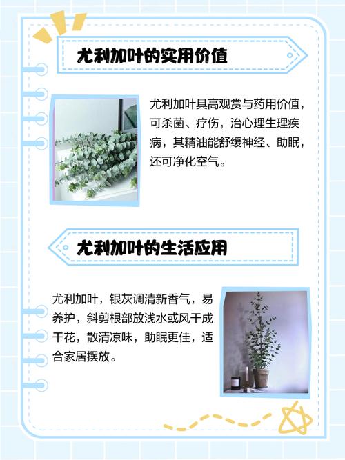 尤加利叶花语,尤加利叶花语是什么意思?-第3张图片-优品飞百科 尤加利叶花语,尤加利叶花语是什么意思?-第3张图片-优品飞百科