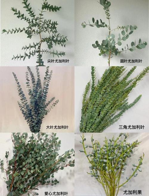 尤加利叶花语,尤加利叶花语是什么意思?-第4张图片-优品飞百科 尤加利叶花语,尤加利叶花语是什么意思?-第4张图片-优品飞百科