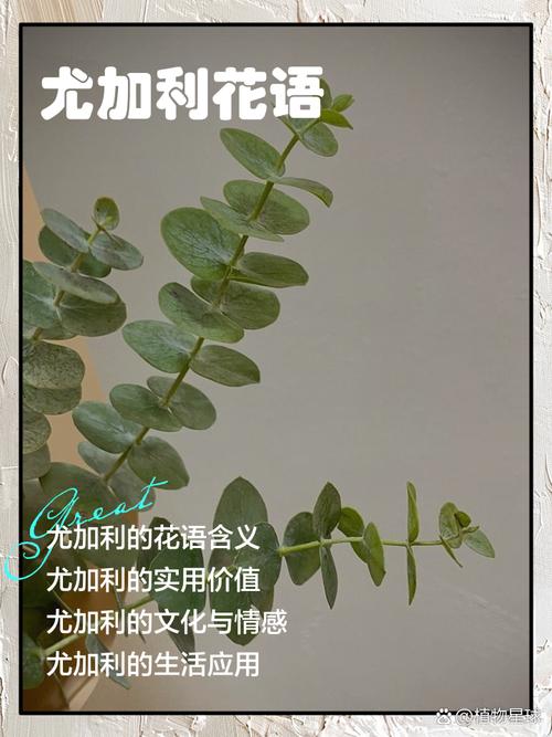 尤加利叶花语,尤加利叶花语是什么意思?-第5张图片-优品飞百科 尤加利叶花语,尤加利叶花语是什么意思?-第5张图片-优品飞百科