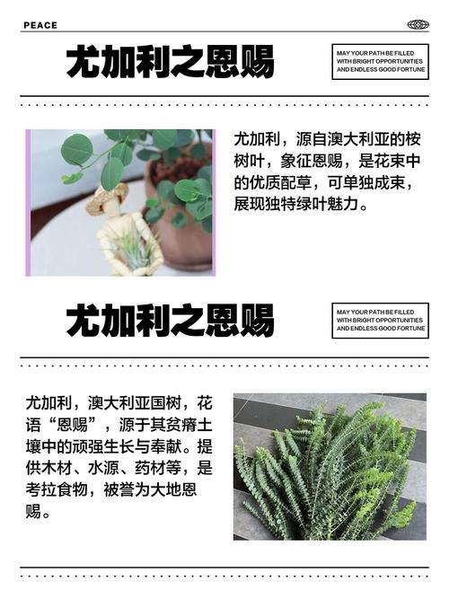 尤加利叶花语,尤加利叶花语是什么意思?-第6张图片-优品飞百科 尤加利叶花语,尤加利叶花语是什么意思?-第6张图片-优品飞百科