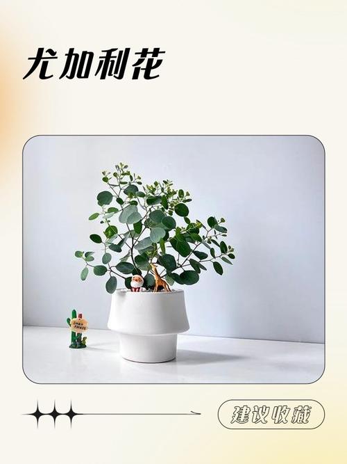 尤加利叶花语,尤加利叶花语是什么意思?-第7张图片-优品飞百科 尤加利叶花语,尤加利叶花语是什么意思?-第7张图片-优品飞百科