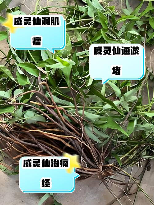 威灵仙的功效与作用，威灵仙的功效与作用及禁忌？-第4张图片-优品飞百科