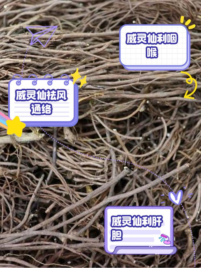 威灵仙的功效与作用，威灵仙的功效与作用及禁忌？-第5张图片-优品飞百科